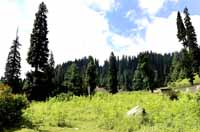 Pine Trees at Drangiyari forest, Lolab, Jammu and Kashmir, India on 1st July 2013. (Photo: Sanjay Rawat/Outlook).